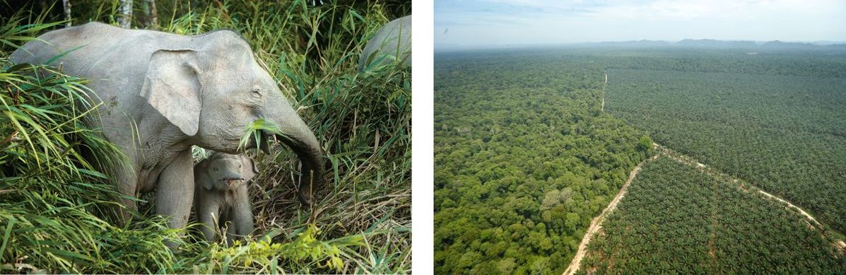 ボルネオ島の環境保全活動