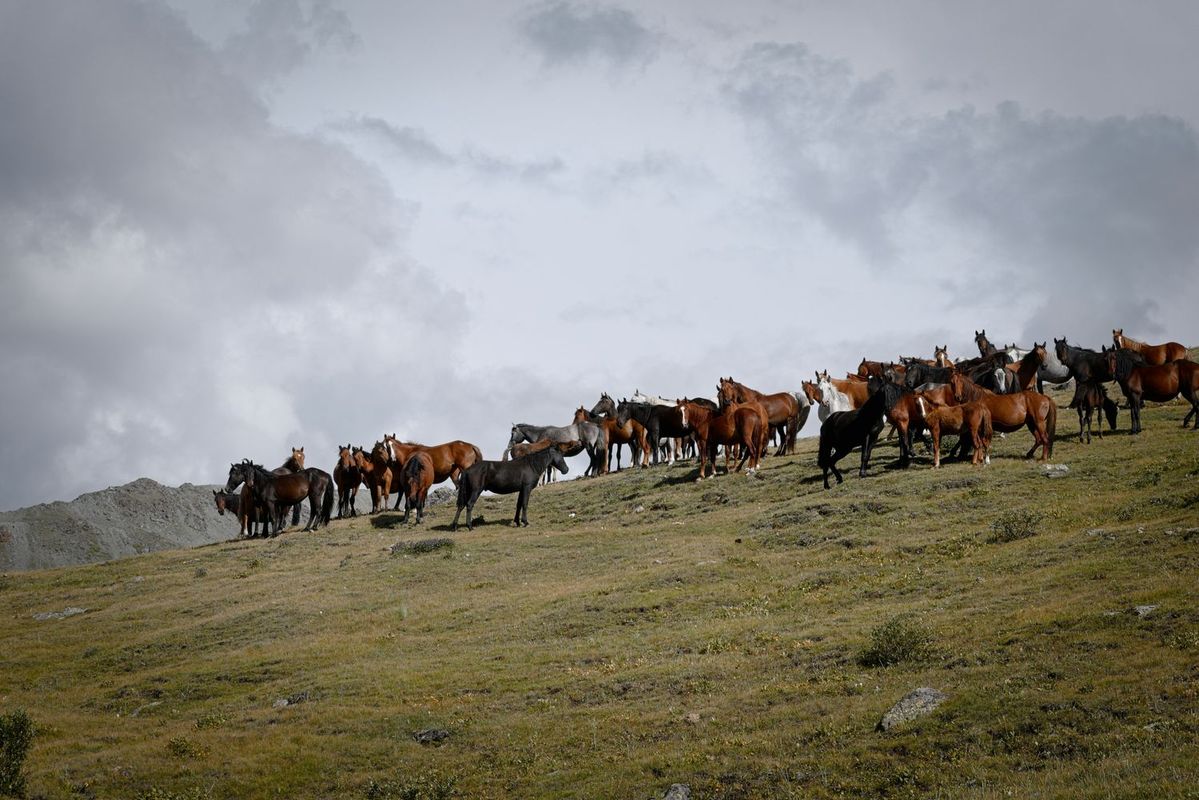 丘の上に立つ馬の群れ