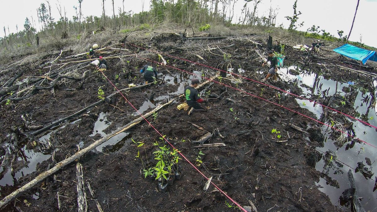 2023年から累計約25万本の植樹を達成——年ごとの実績-2