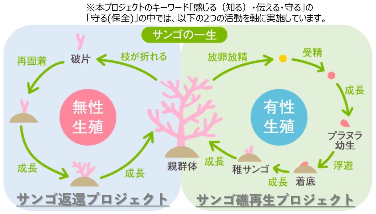 サンシャイン水族館、「サンゴプロジェクト」