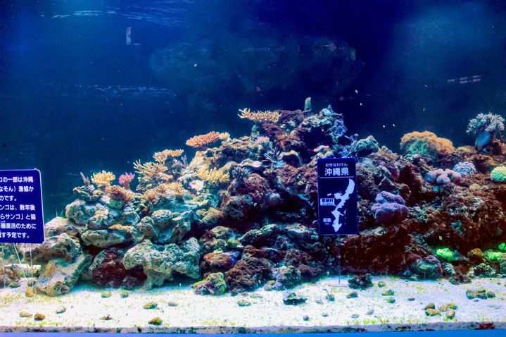 サンシャイン水族館「サンゴプロジェクト」が20周年 沖縄・恩納村と
