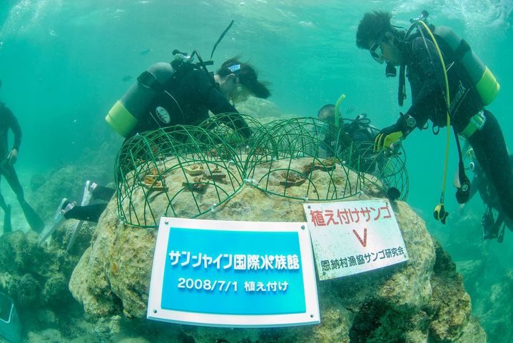 サンシャイン水族館「サンゴプロジェクト」が20周年 沖縄・恩納村と