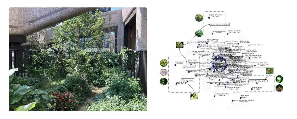 拡張生態系緑地 「Green Pool」 と相互作用ネットワークの例