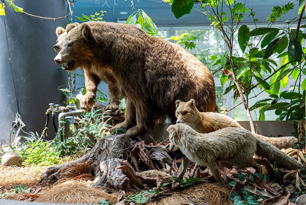 標津サーモン科学館の展示のクマ