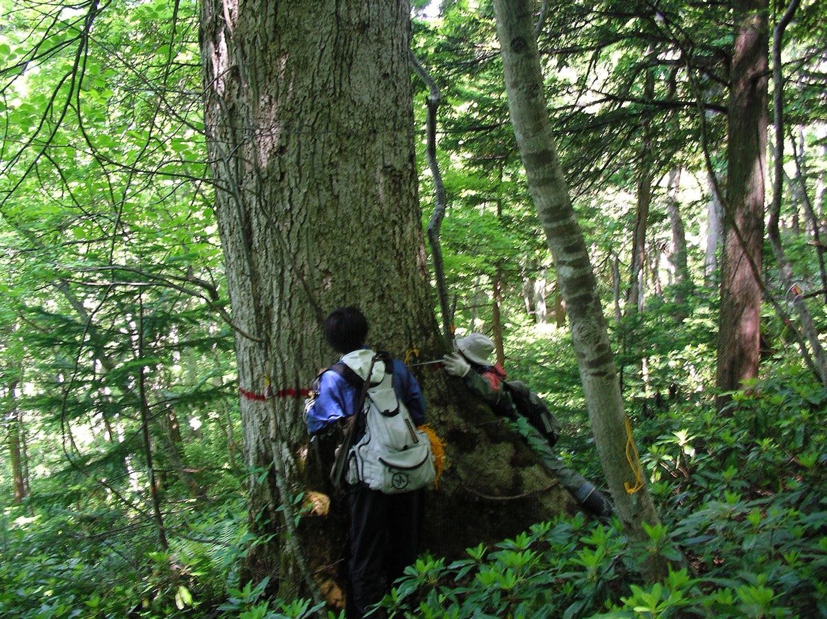 森林の永久調査区のモニタリングの様子。数十年のわたって樹木一つ一つの成長量を測定して、森の多様性の長期的な変化を把握する