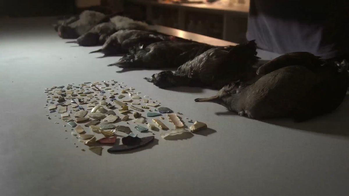 『プラスチックの海』場面写真