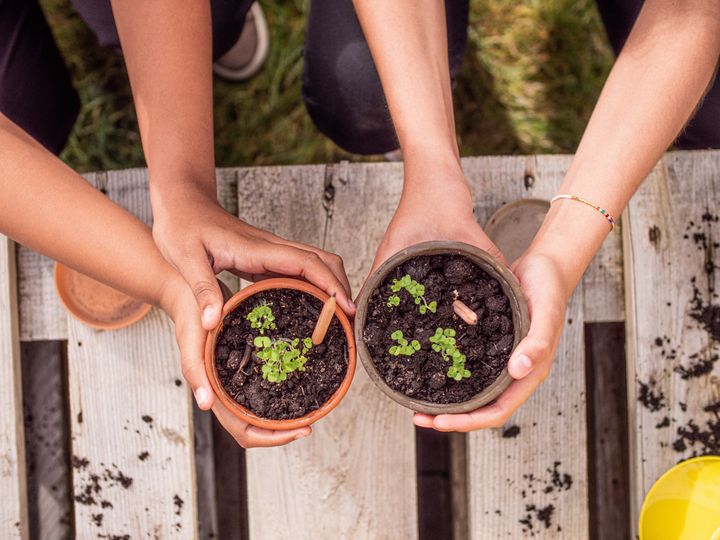 短くなったら鉢のなかへ 植えられる鉛筆 Sprout Pencils でごみゼロ実現へ Eleminist エレミニスト