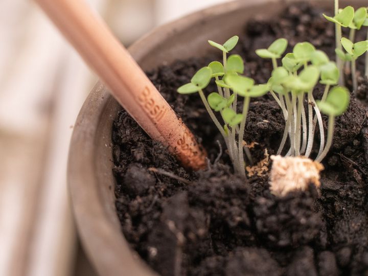 短くなったら鉢のなかへ 植えられる鉛筆 Sprout Pencils でごみゼロ実現へ Eleminist エレミニスト 短くなったら鉢のなかへ 植えられる鉛筆 Sprout Pencils でごみゼロ実現へ Eleminist エレミニスト