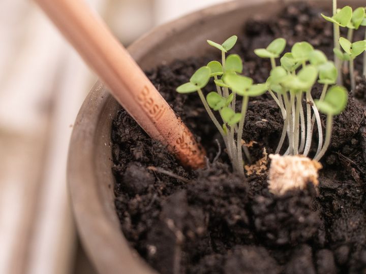 短くなったら鉢のなかへ 植えられる鉛筆 Sprout Pencils でごみゼロ実現へ Eleminist エレミニスト