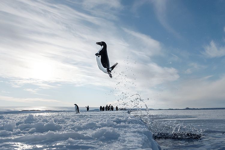 WWF特別展示パネル作品のペンギンの写真
