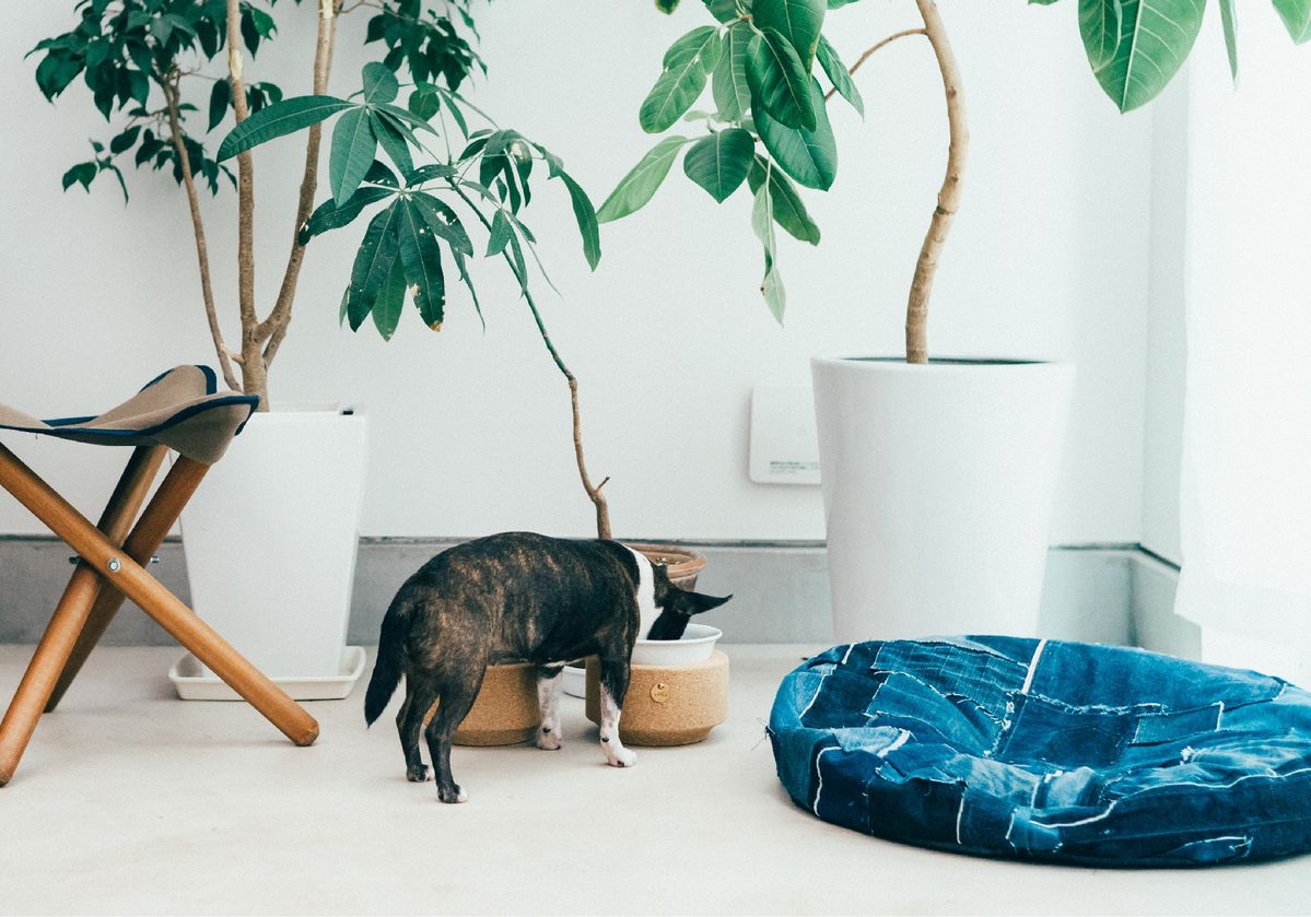 BUDDY BOWLとBUDDY BED