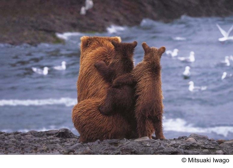 オリンパスとWWFによるコラボカレンダー「Alaskan Summer/夏のアラスカ-小さないのちの大きな時間」