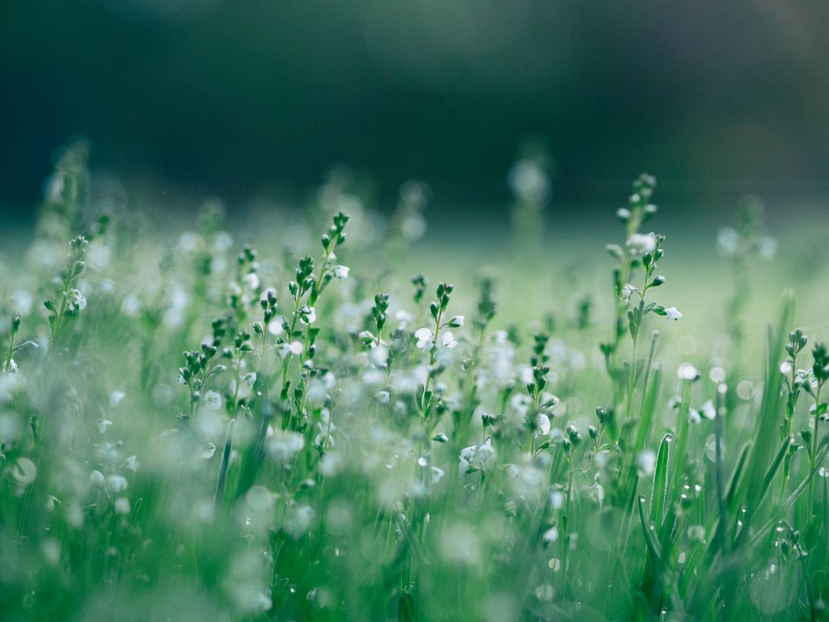 植物の芽