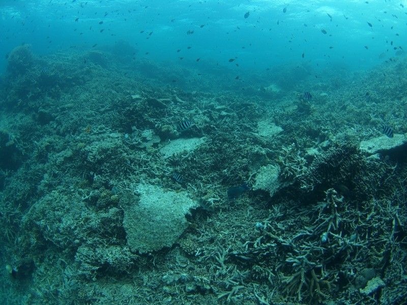 瓦礫と化してしまった中部太平洋マーシャル諸島のサンゴ
