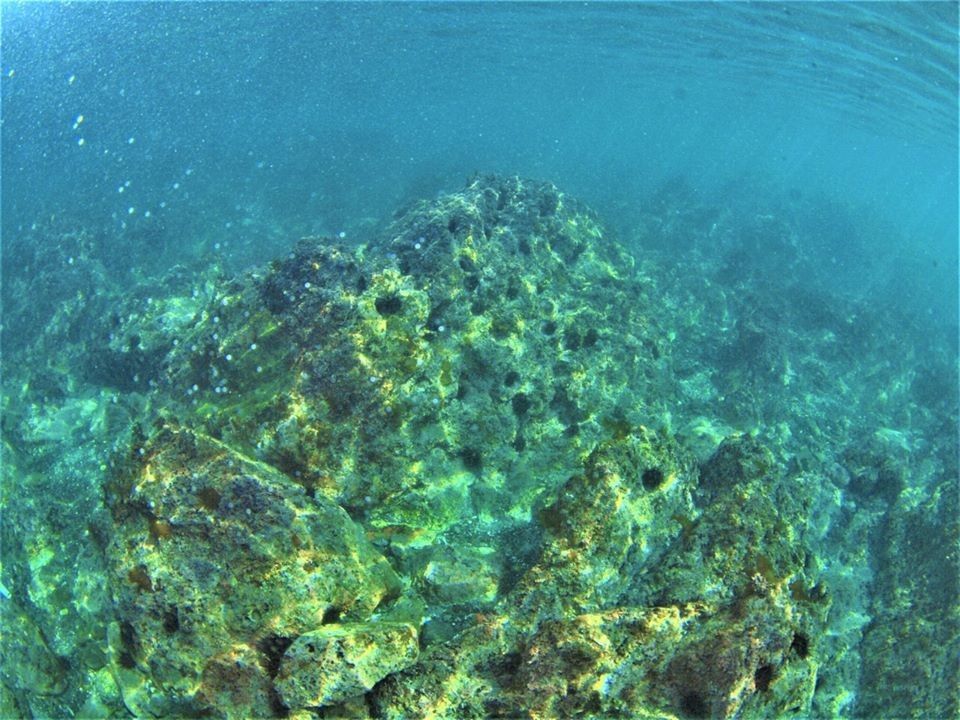 葉山の海 海藻がなくなりガンガゼの異常繁殖したむなしい姿