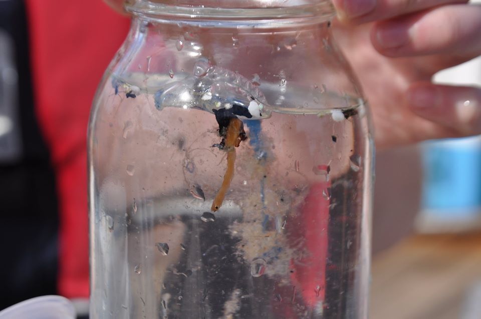 カツオノエボシとマイクロプラスチック