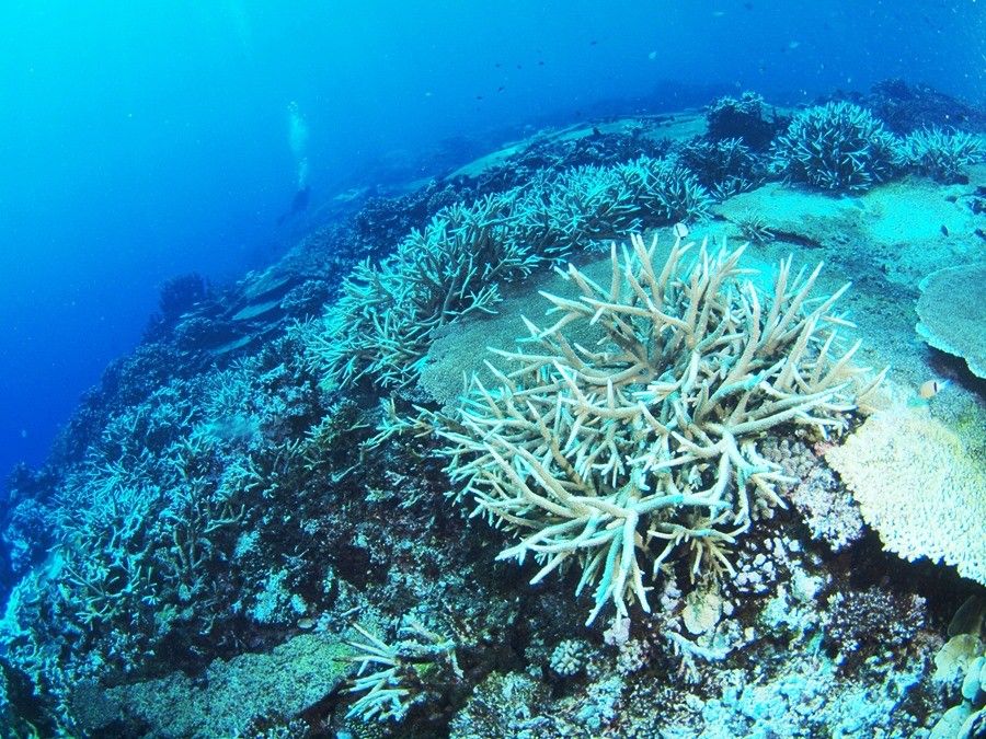 中部太平洋マーシャル諸島のサンゴの白化が進んだ状態