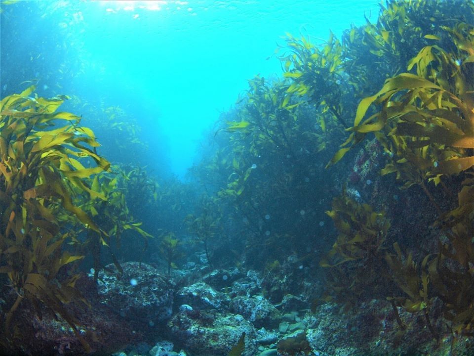 葉山の海 海藻の森
