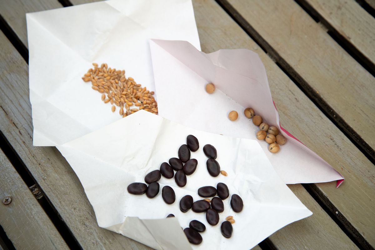 左上から時計回りに、大麦、グリーンピース、赤そらまめ