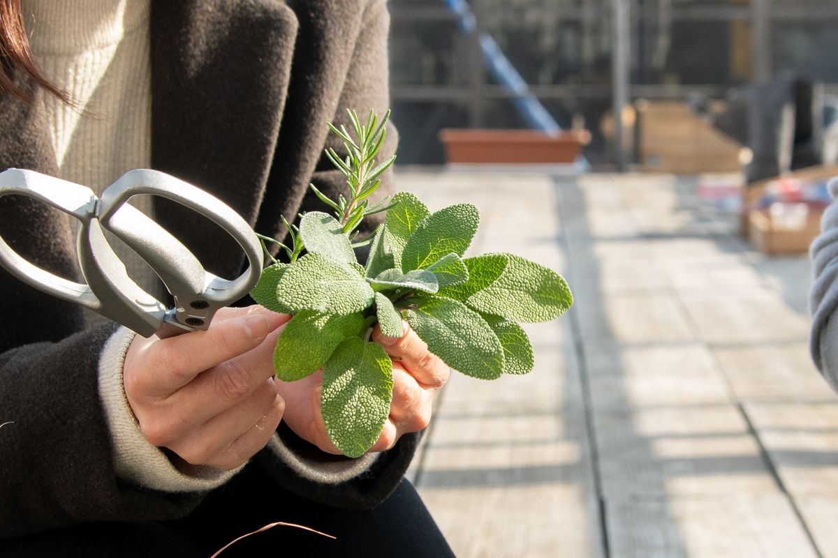 セージとローズマリーを収穫