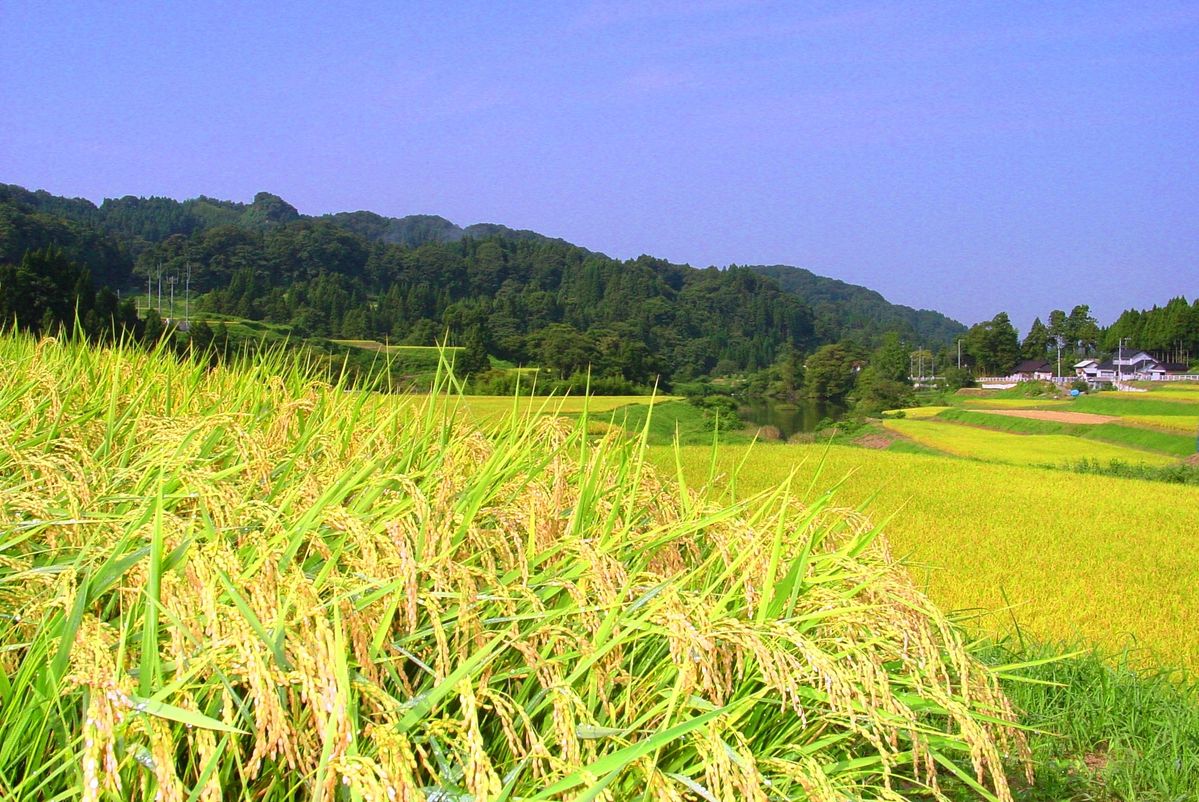 神子原の棚田風景