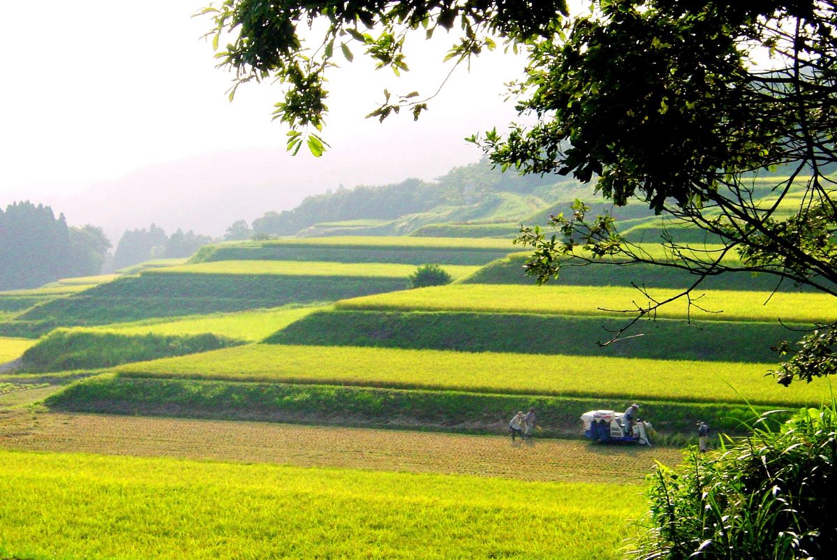 俯瞰で見た神子原の美しい棚田