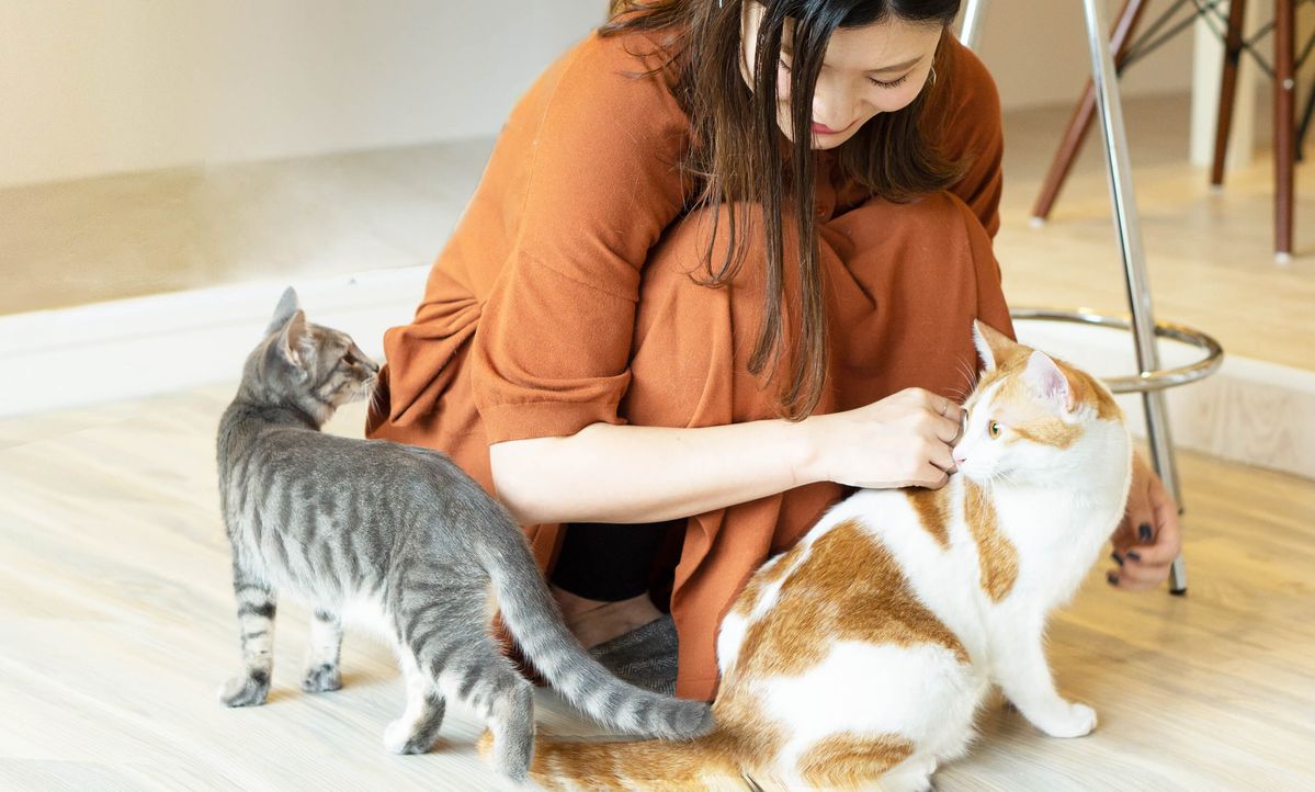 女性と2匹の猫がうつった写真