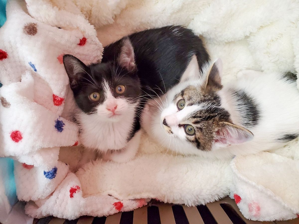 毛布にくるまる二匹の猫