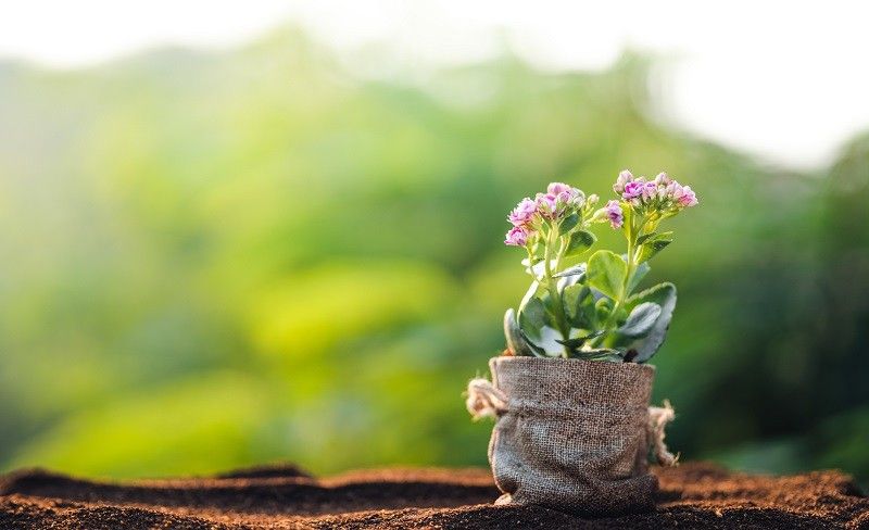 バイオレメディエーションによって原位置で浄化された土壌