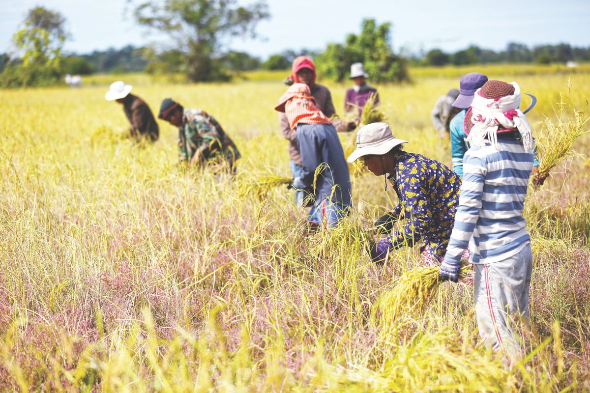 日除けの帽子をかぶった子どもや大人９人が、広い農地で稲を収穫している。
