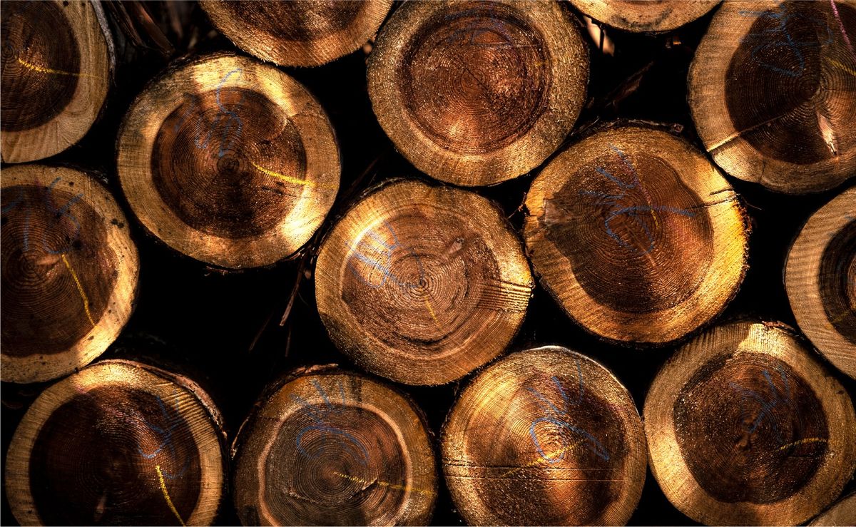 日田杉の大径木