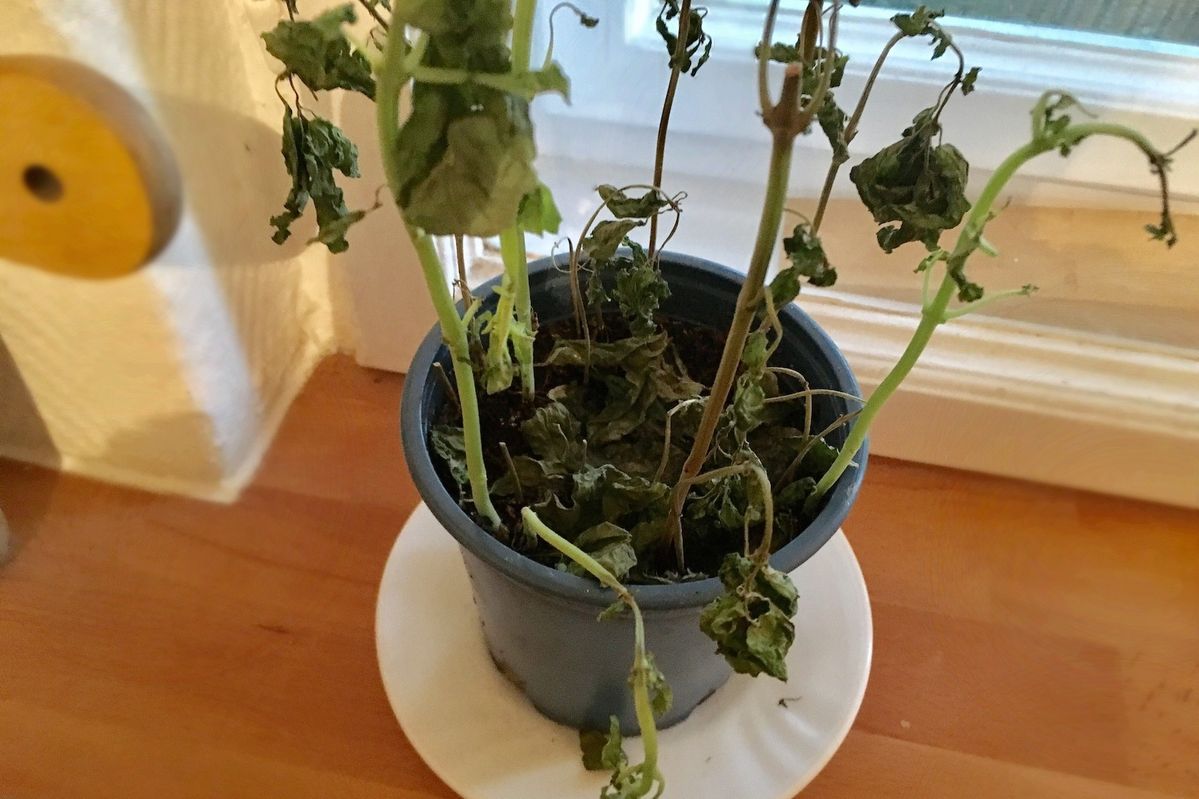 バジルの植木鉢