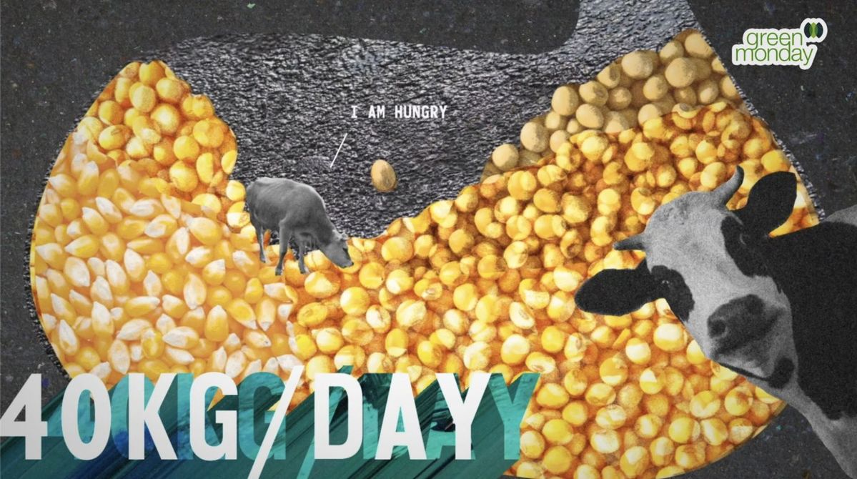 とうもろこしと牛の写真