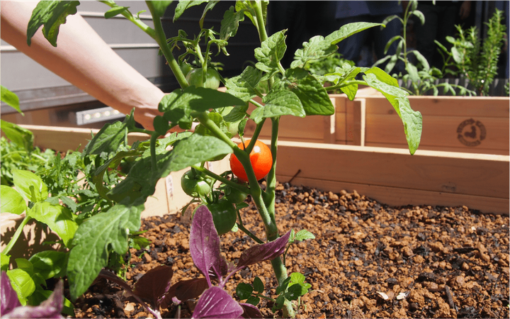 トマトが栽培されている画像